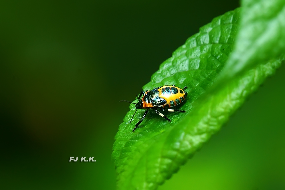 DSC08113a.jpg