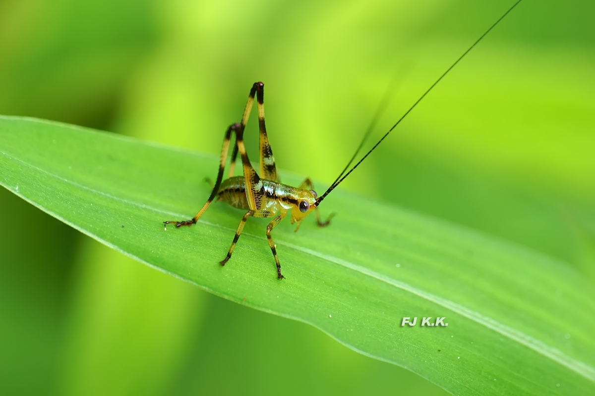 DSC01722a.jpg