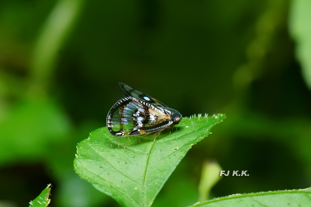 DSC08443a.jpg