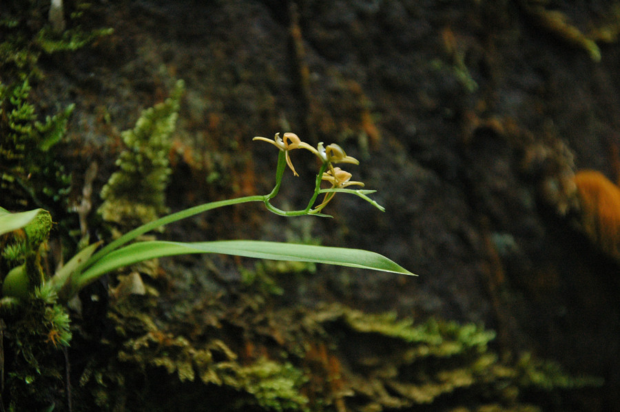 DSC_6535_镰翅羊耳蒜副本.jpg