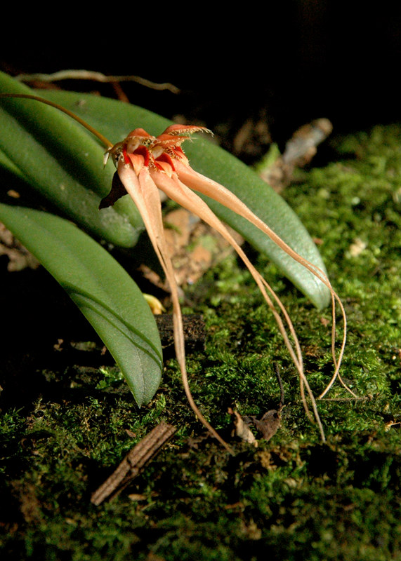 DSC_3362_斑唇卷瓣兰.jpg