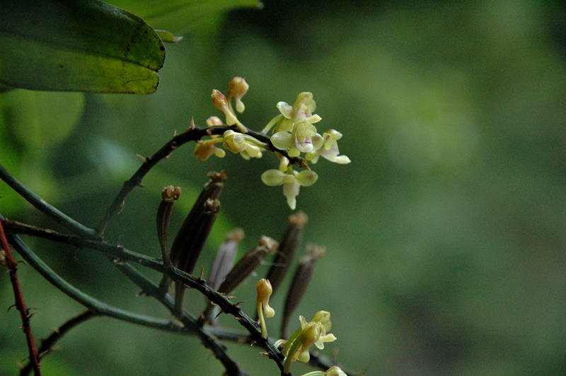 DSC_3389_寄树兰.jpg