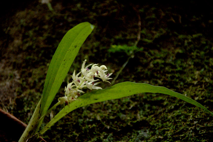 DSC_302200000半柱毛兰.jpg