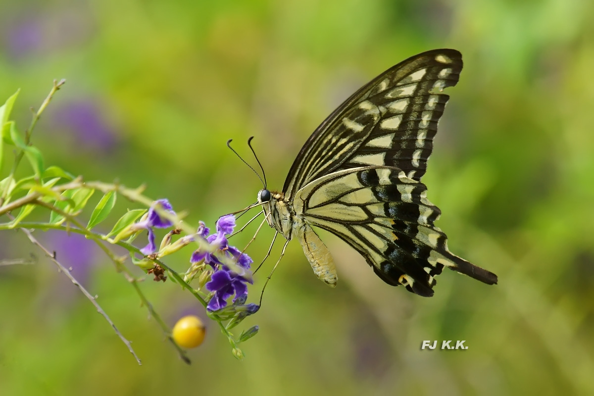 DSC07604a.jpg