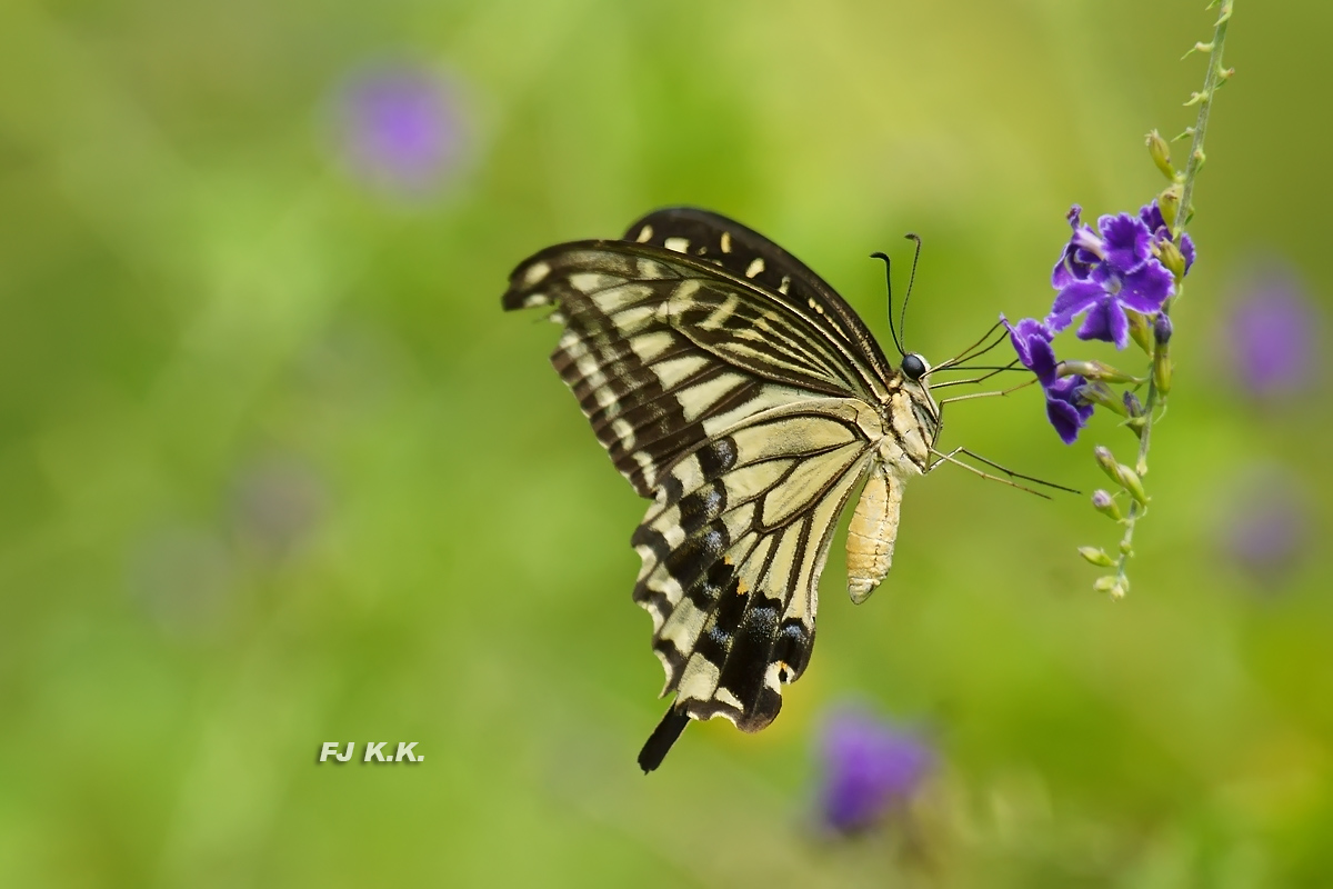 DSC07643a.jpg