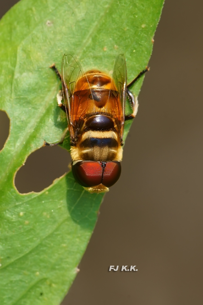 DSC07212a.jpg
