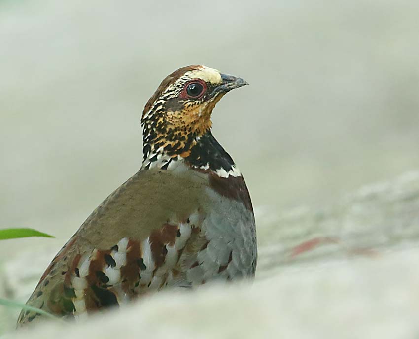 IMG_7318_看图王.jpg