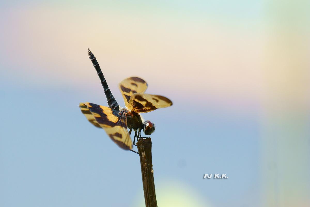 DSC06944a.jpg