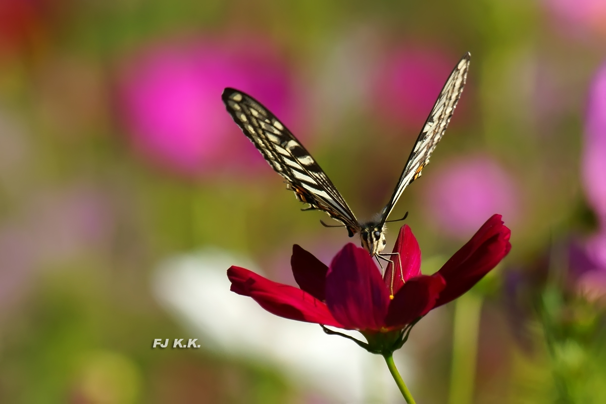 DSC03692a.jpg