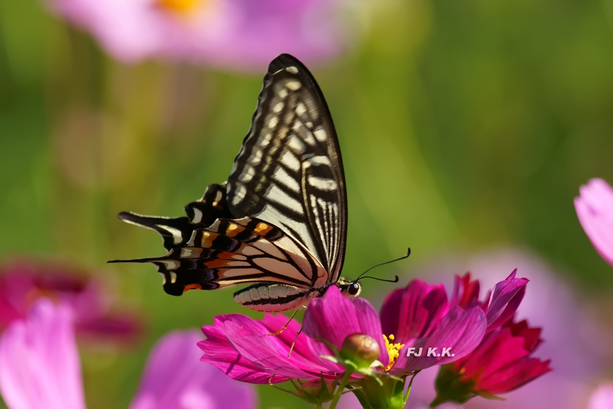 DSC03734a.jpg