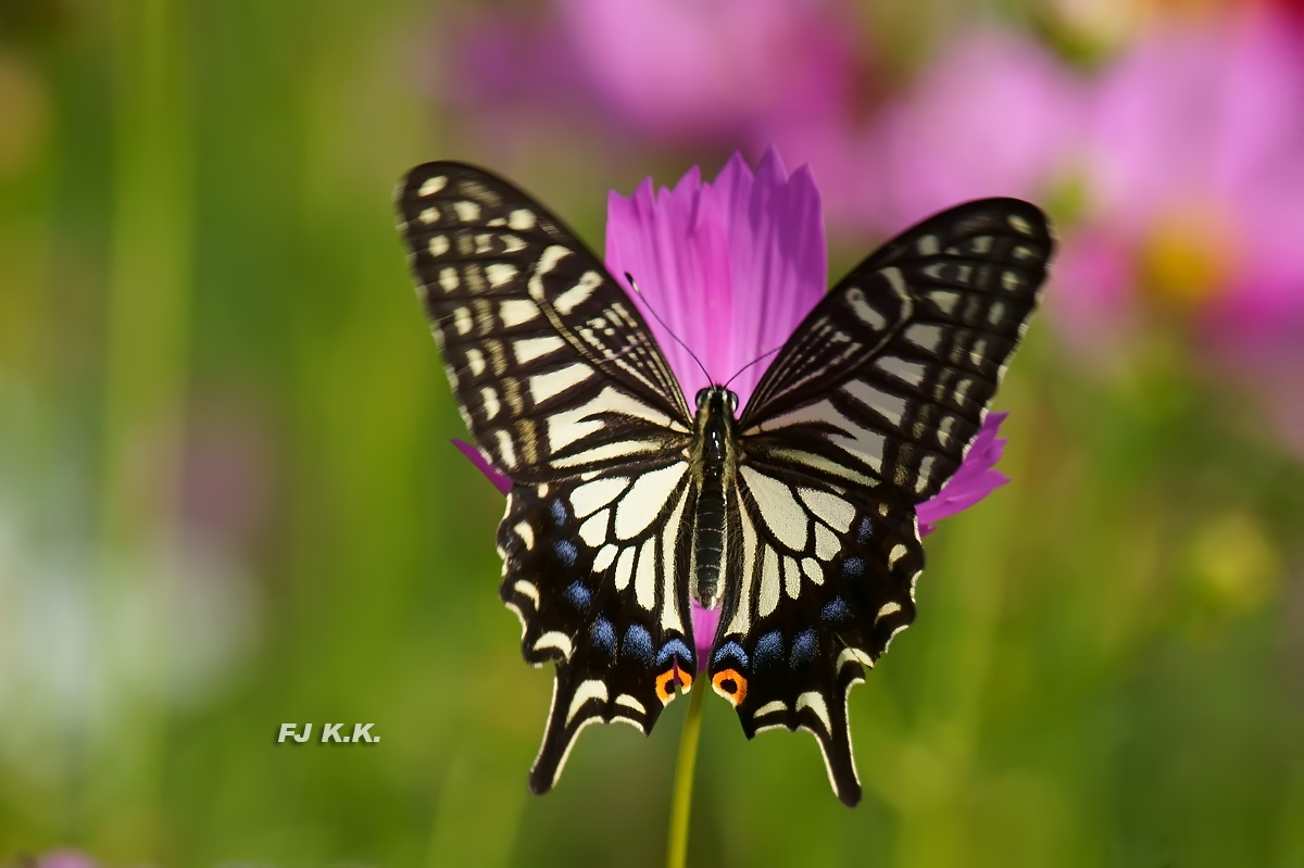 DSC03630a.jpg