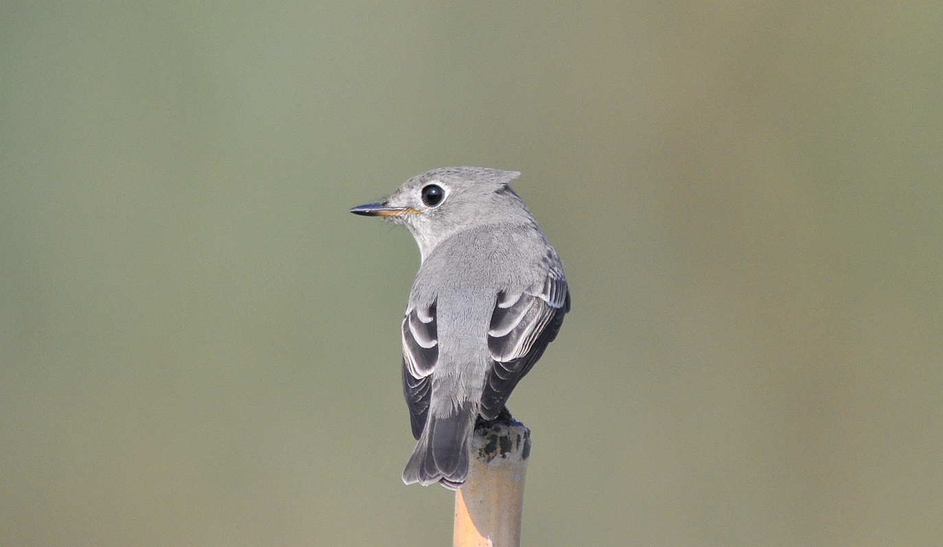 DSC_6349_副本.jpg