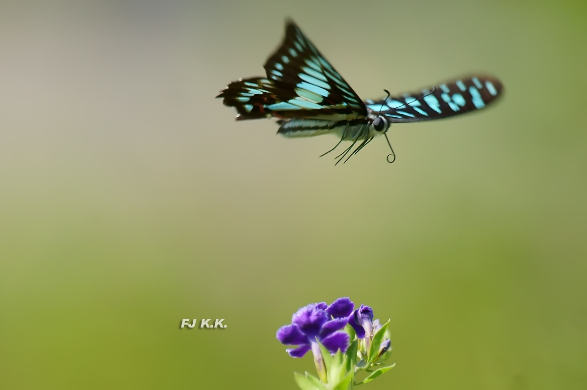 DSC01313a.jpg
