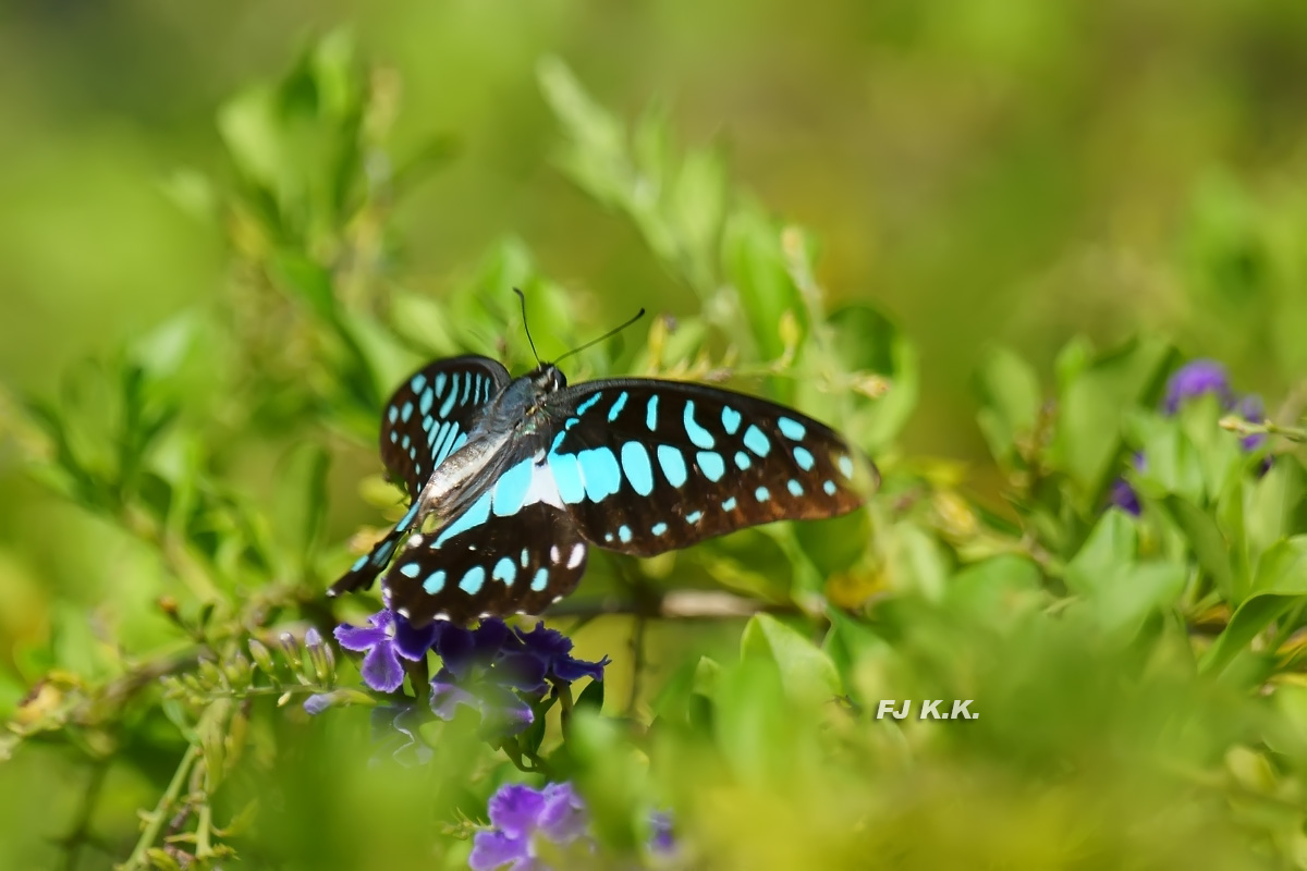 DSC01340a.jpg