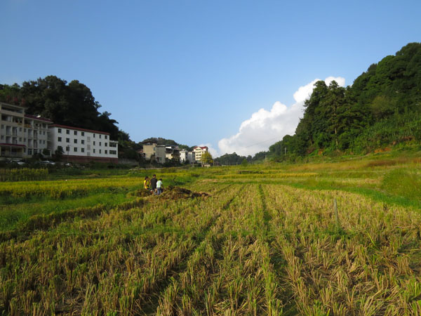 稻田7.jpg