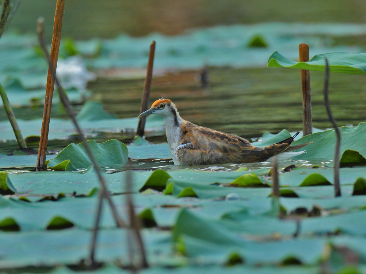 DPP_3315-1.jpg