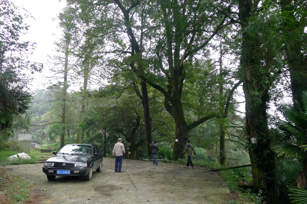 树（山腰村）1.jpg