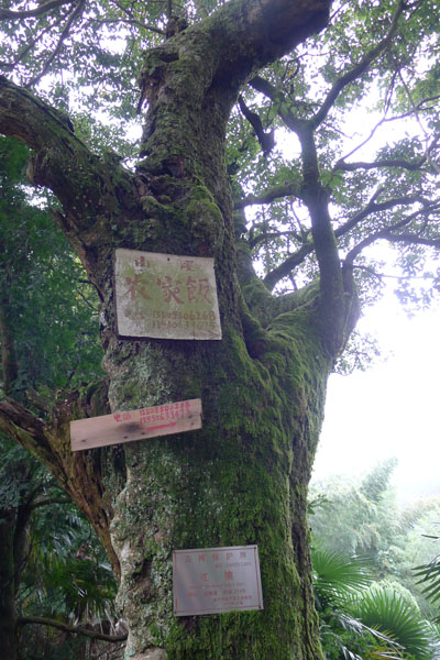 树（山腰村）4.jpg