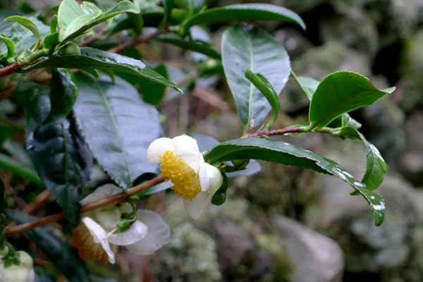 山腰村.jpg