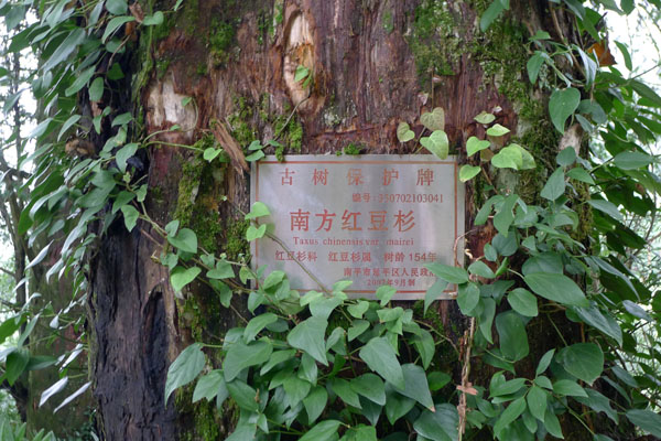树（山腰村）2.jpg