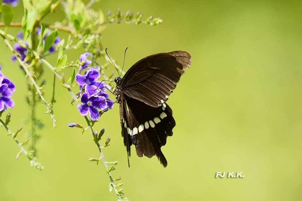 DSC06429a.jpg
