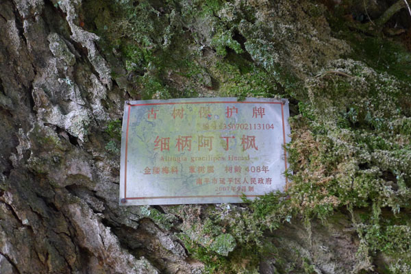 树（阿丁枫）2.jpg