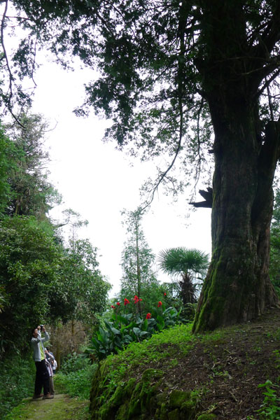 树（晴雨树）.jpg