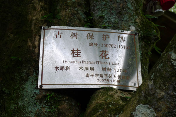 桂花2.jpg