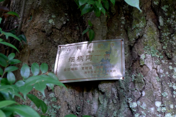 树（阿丁枫-2）2.jpg