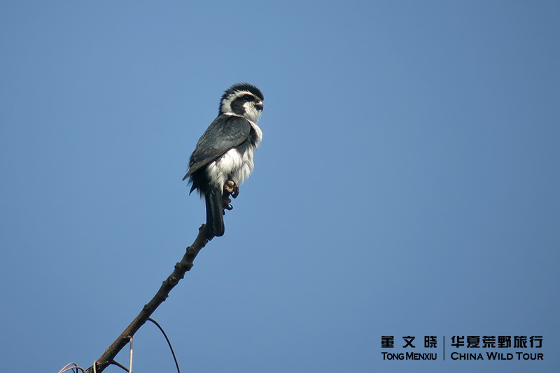 白腿小隼 董文晓/华夏荒野旅行
