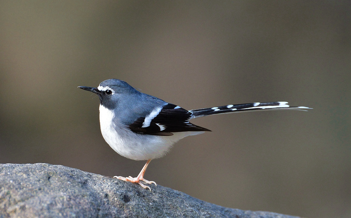 DSC_2772_副本_副本.jpg