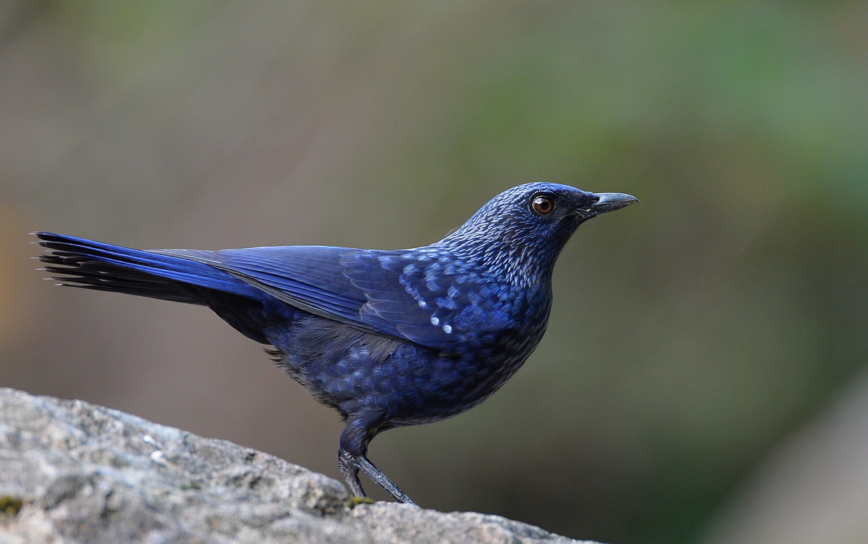 DSC_2967_副本.jpg