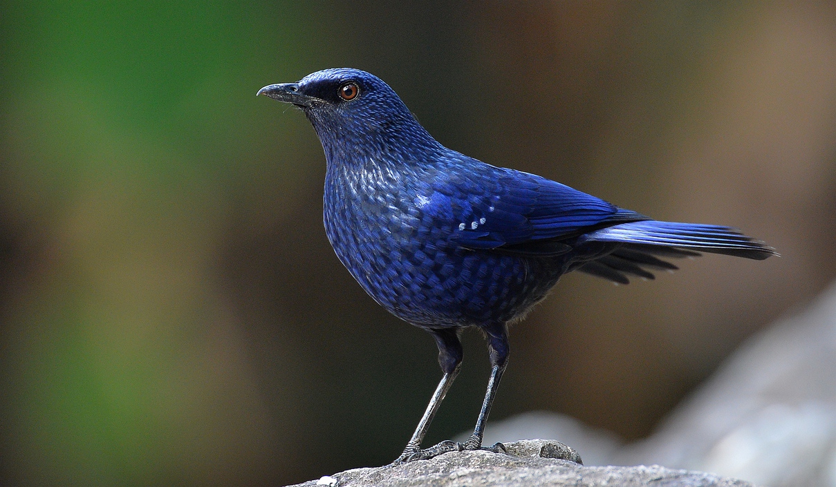 DSC_2977_副本.jpg