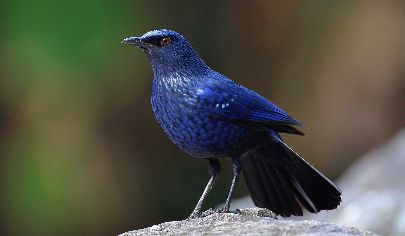 DSC_2981_副本.jpg