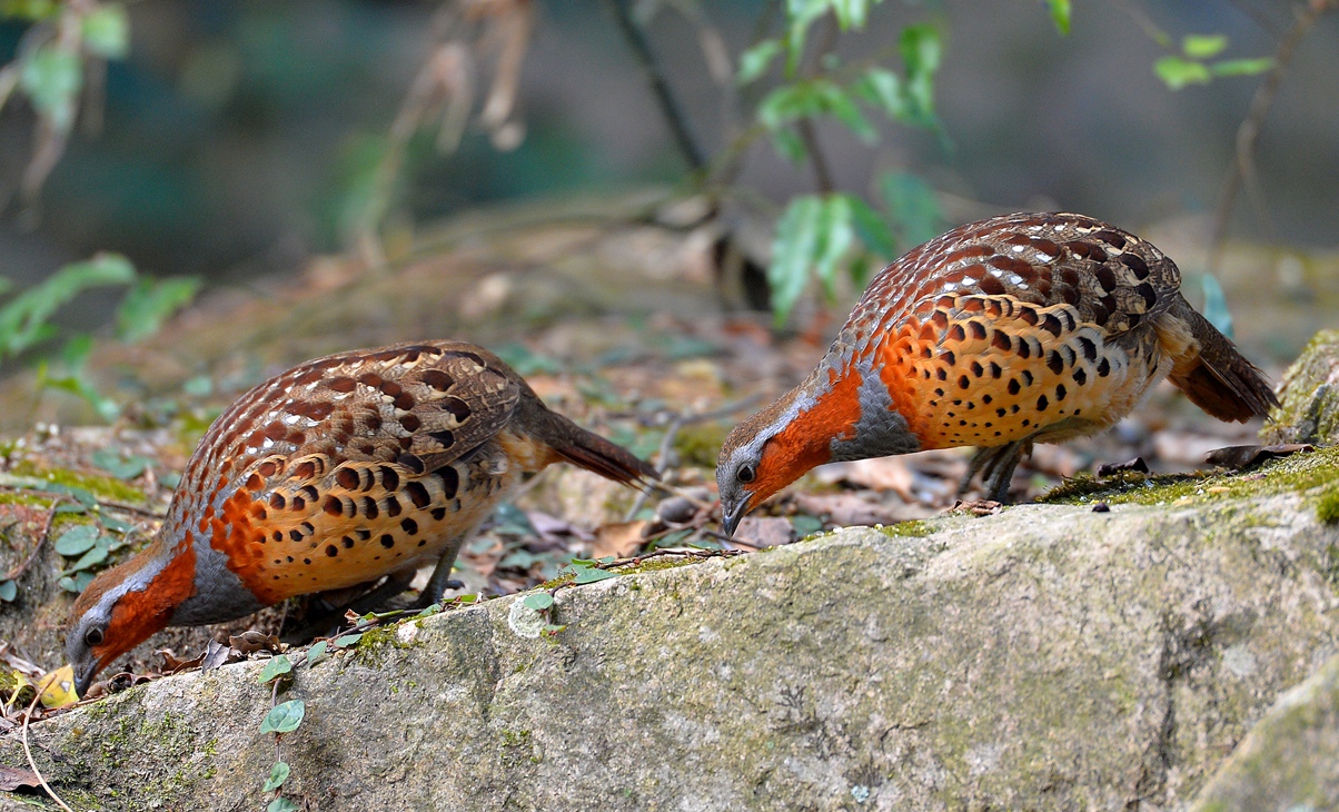 DSC_2922_副本.jpg