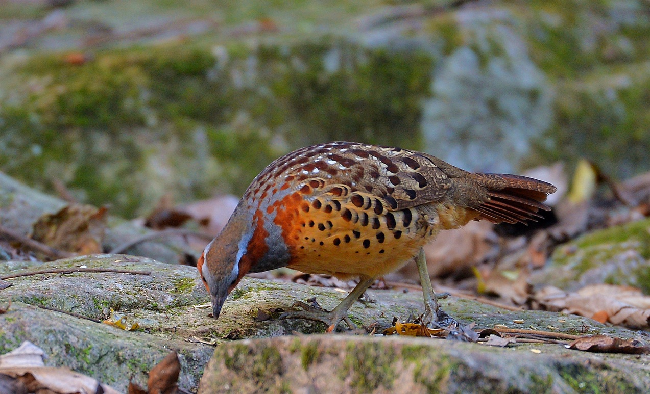 DSC_2839_副本.jpg