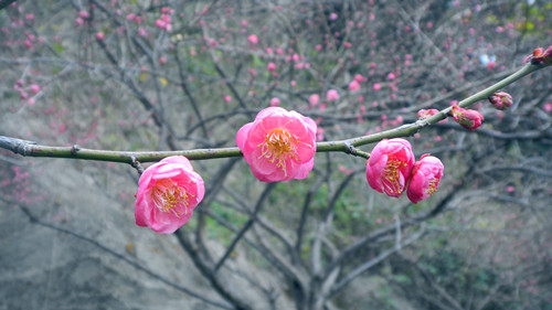 梅花.jpg