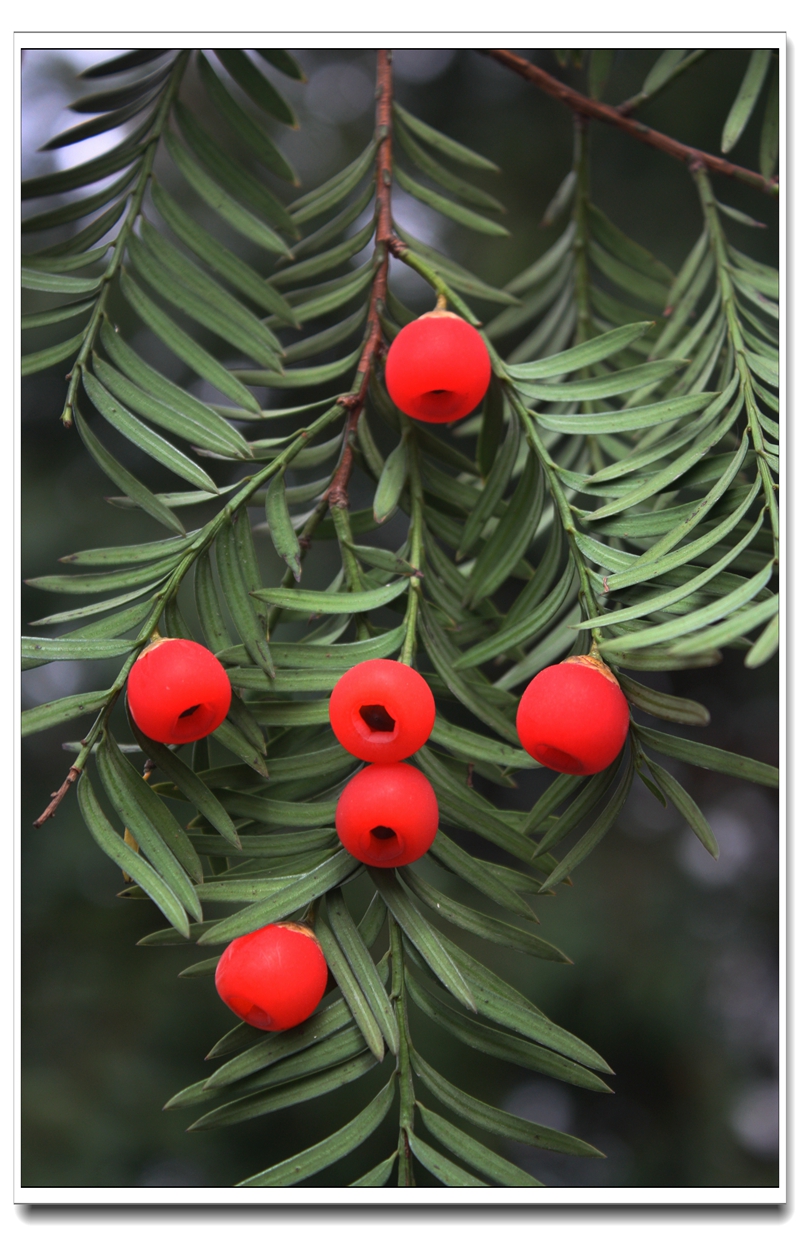 Taxus wallichiana var. chinensis_춹ɼ_ԭҰ_2013-11-9_.jpg