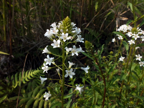 DSCF7192泽珍珠菜-0.jpg