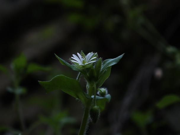 DSCF7157繁缕-0.jpg