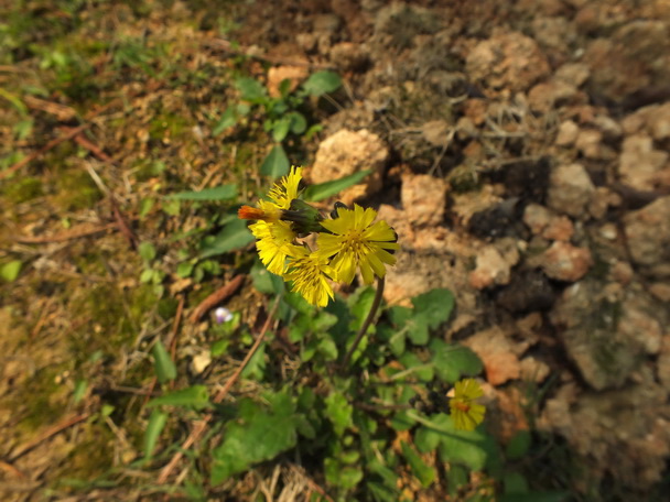 DSCF7270黄鹌菜-0.jpg