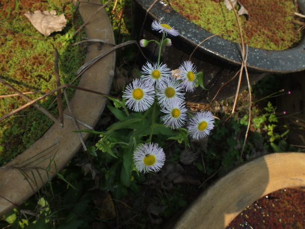 DSCF7297春飞蓬-0.jpg