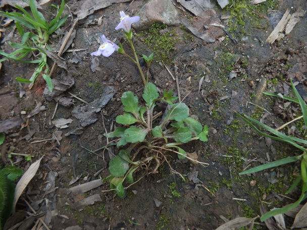 DSCF7338匍茎通泉草-0.jpg