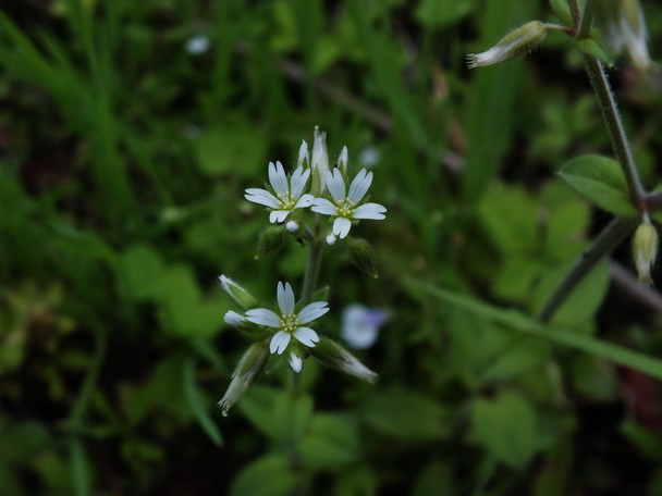 DSCF7404簇生泉卷耳-0.jpg
