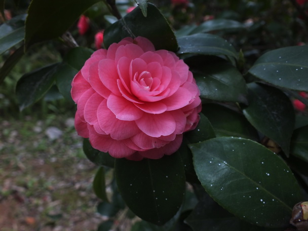 DSCF7478山茶-0.jpg