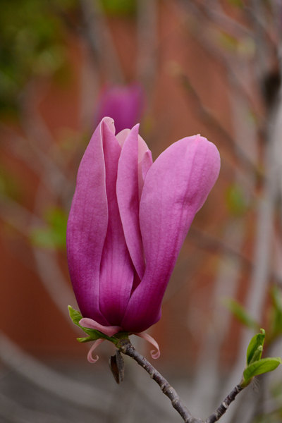 DSC_2945_紫玉兰.jpg