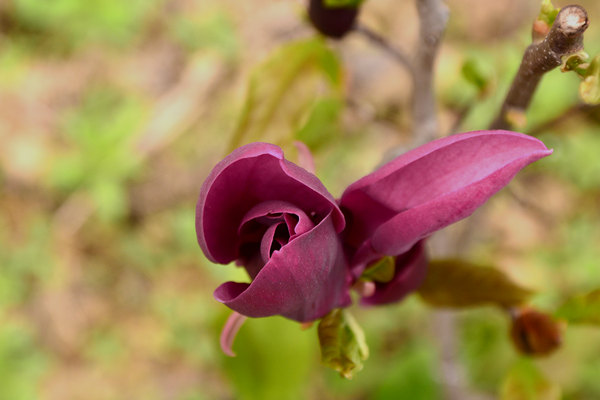 DSC_2863_紫玉兰.jpg