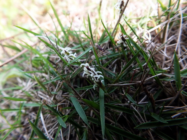 DSCF7233沟叶结缕草-0.jpg