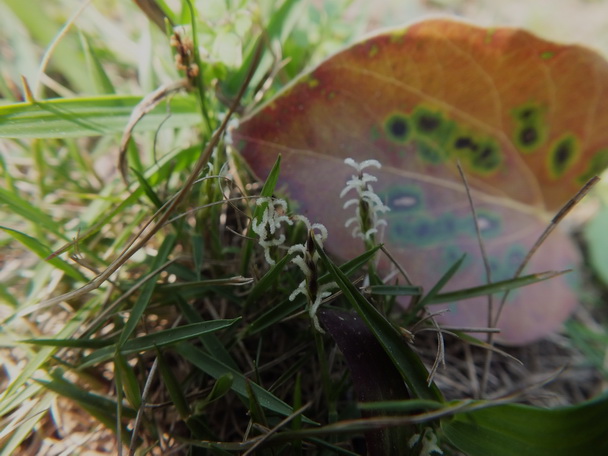 DSCF7261沟叶结缕草-0.jpg