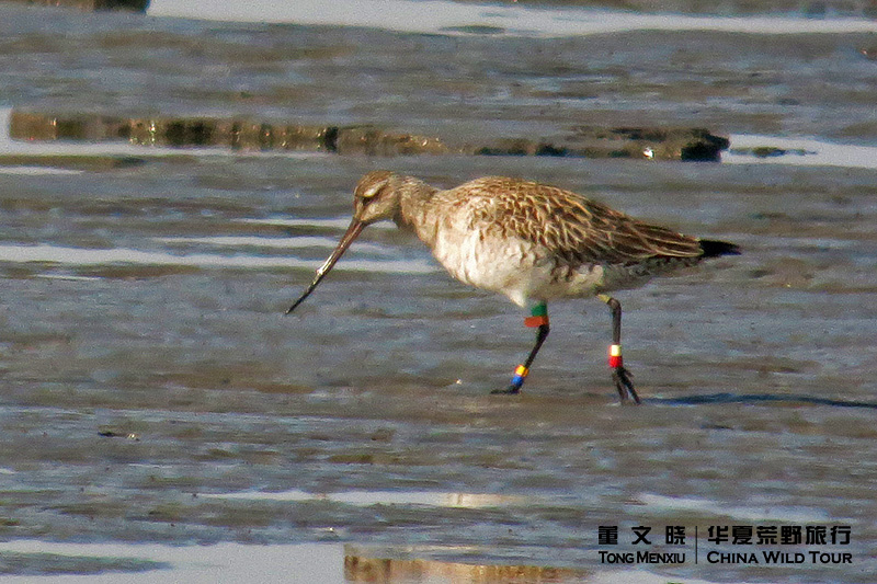 ���Ÿ��ֻ�־�İ�β����